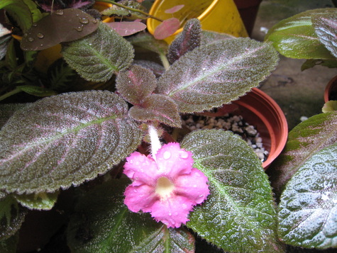 Episcia - Abby Lim's collections